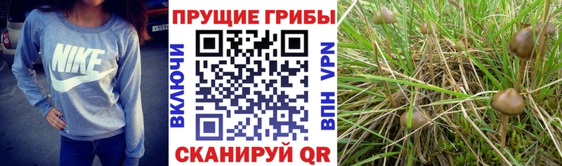 купить   Пикалёво  Галлюциногенные грибы Psilocybe 